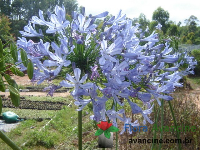 Agapanto Azul - Flora Avancine