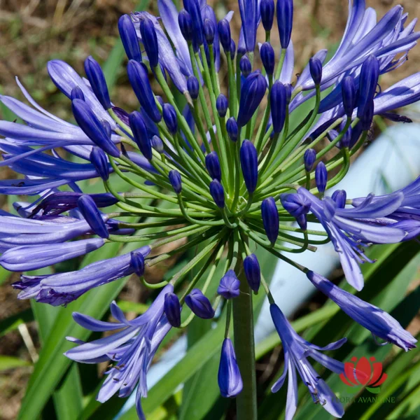 Agapanto Azul - Flora Avancine