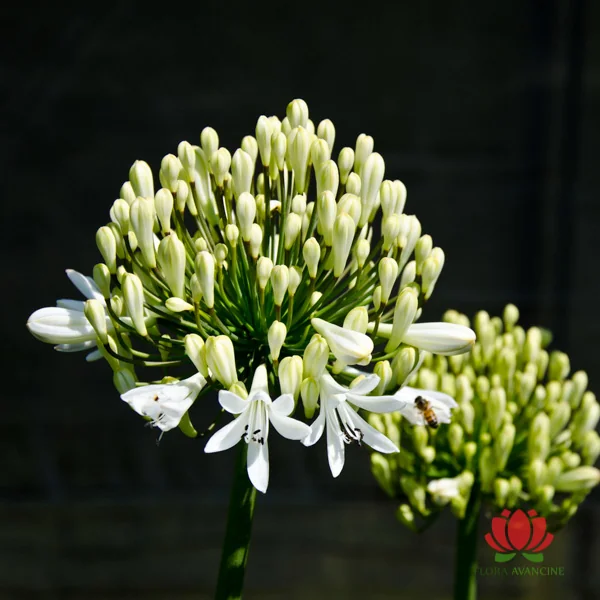 Agapanto Branco - Flora Avancine