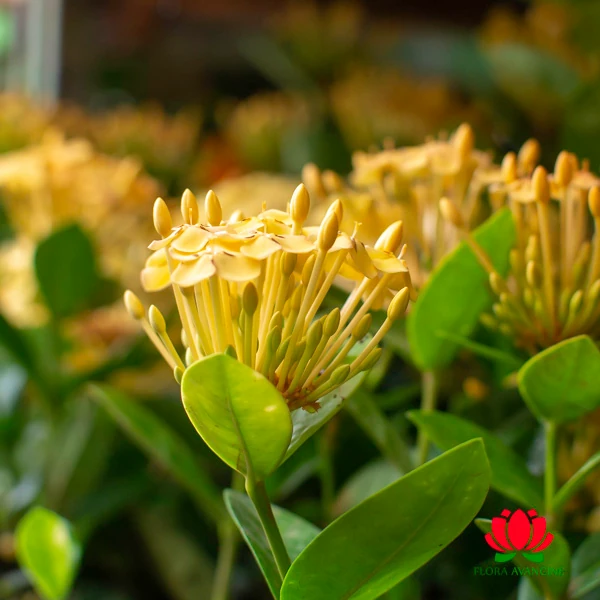 Ixoria Midi Amarela - Flora Avancine