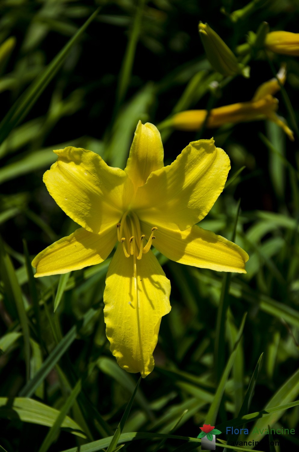 Lírio Amarelo - Flora Avancine