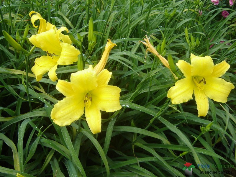 Lírio Amarelo - Flora Avancine